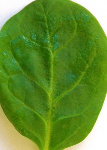 spinach-leaf
