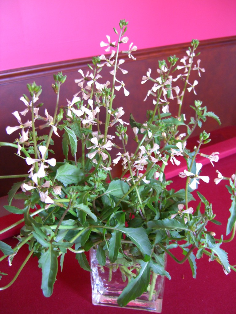 arugula-flowers