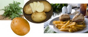 Kennebec potatoes